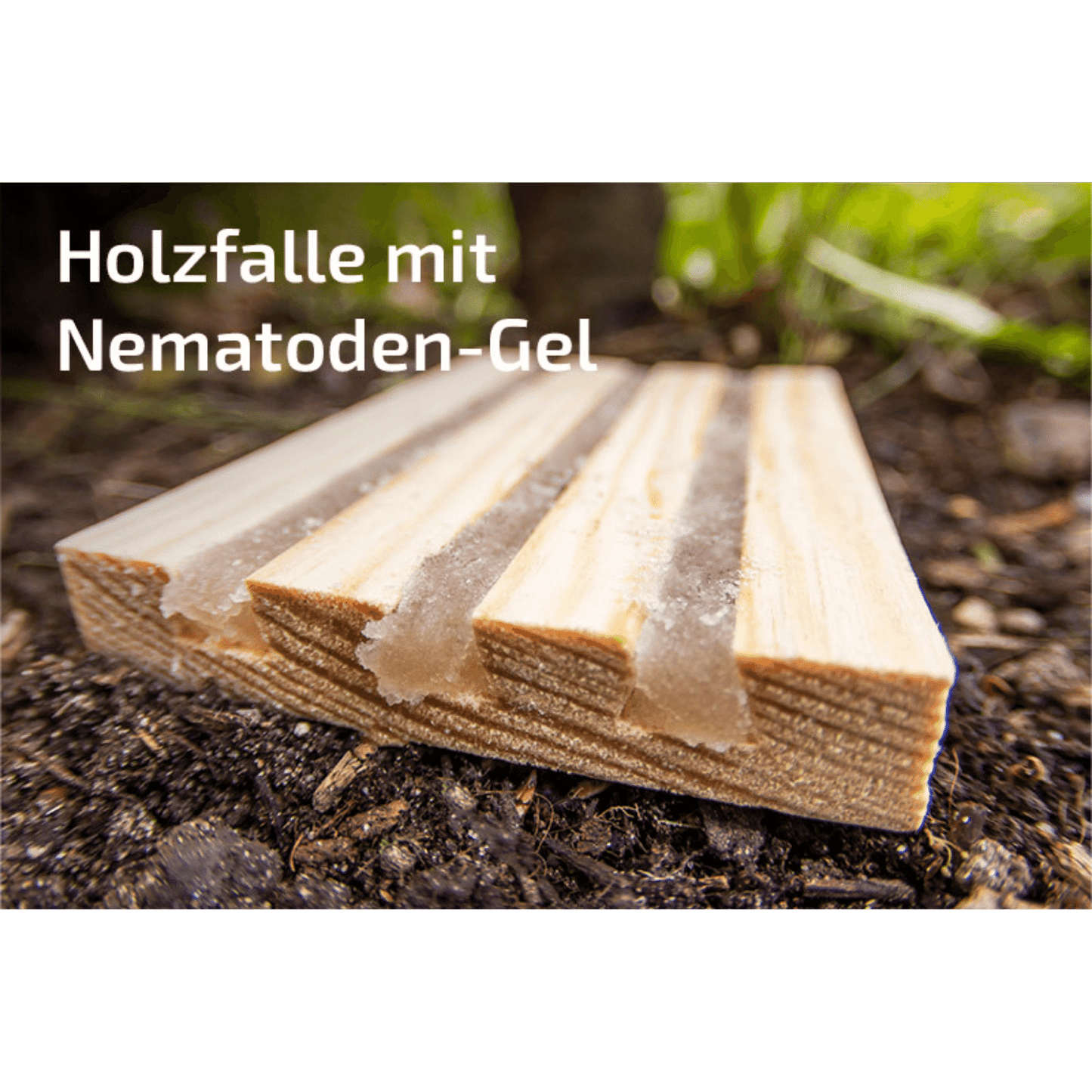 Nematop und nematop Käfer-Stopp geg. Dickmaulrüsslerlarven | SET für 20m²