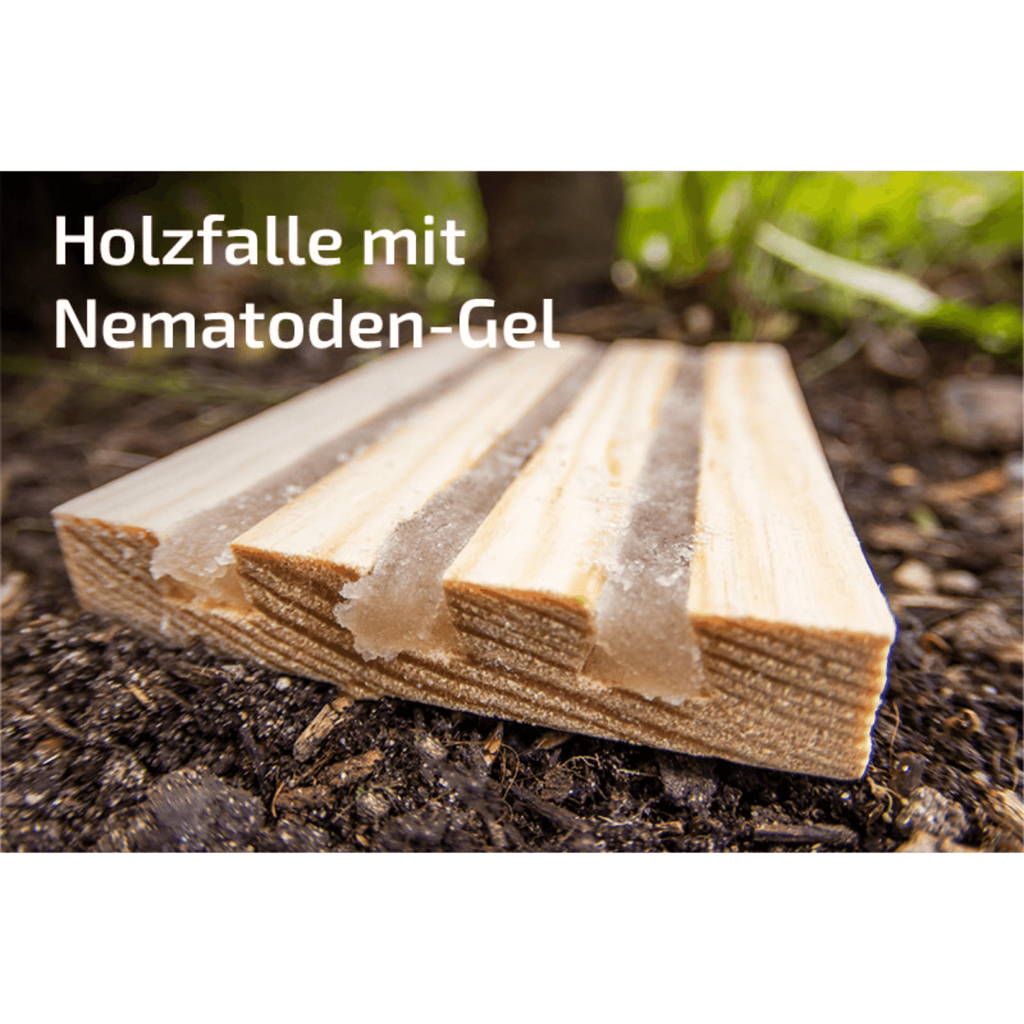 Nematop und nematop Käfer-Stopp geg. Dickmaulrüsslerlarven | Paket für 20m² - Pfl.Reg.Nr. 2730, 3278