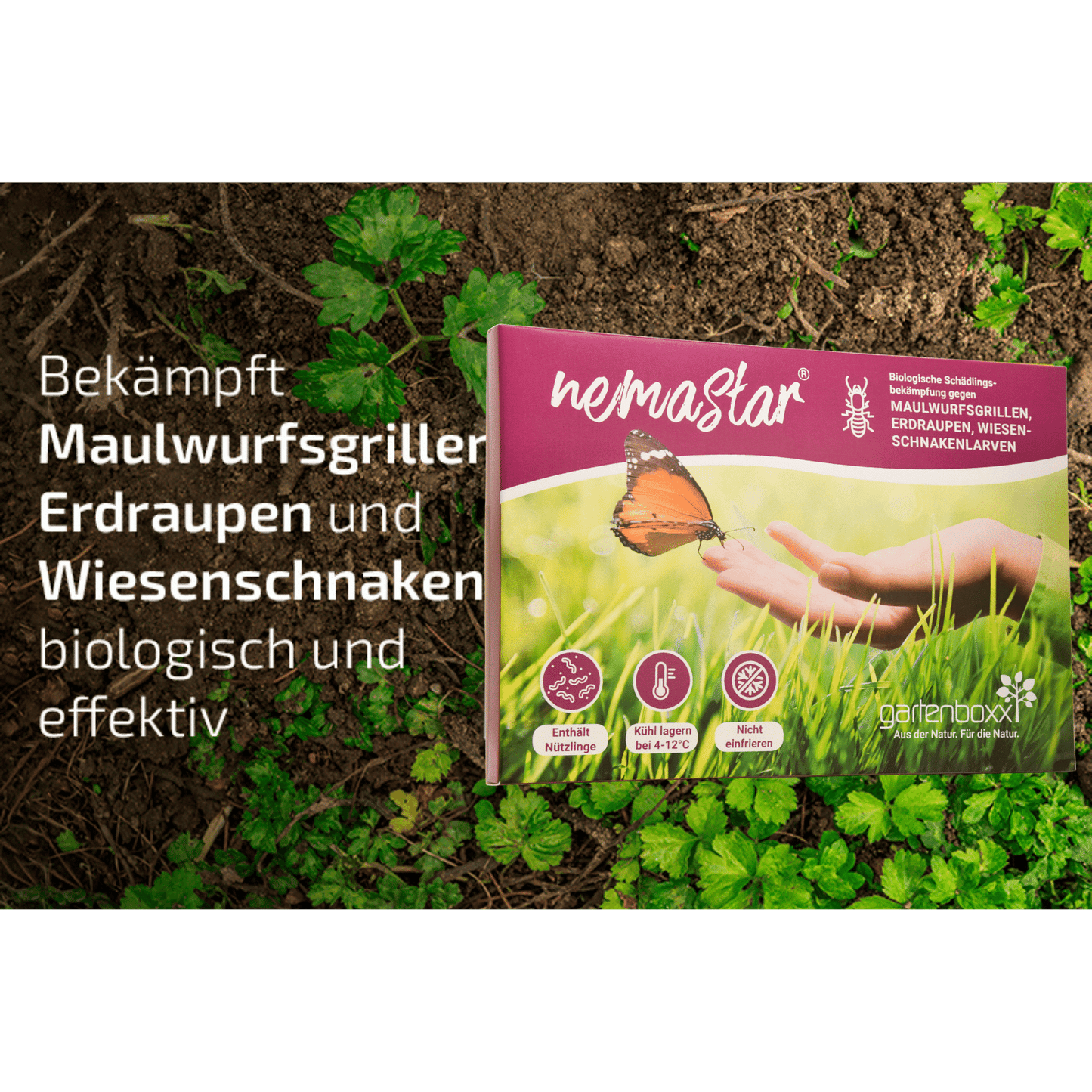 SET: Nemastar - Nematoden gegen Maulwurfsgrille und Wiesenschnake PLUS Aquanemix
