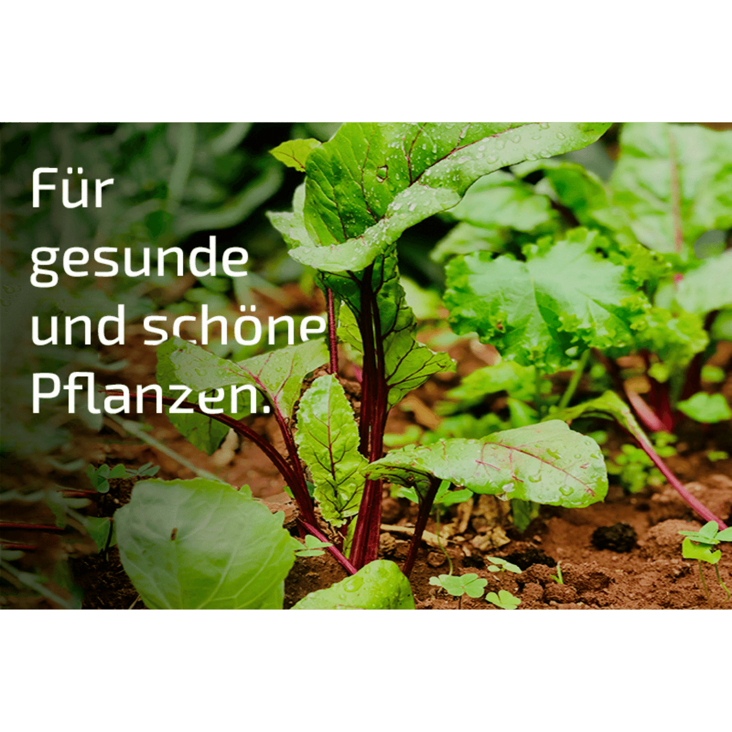 SET: Nemastar - Nematoden gegen Maulwurfsgrille und Wiesenschnake PLUS Aquanemix