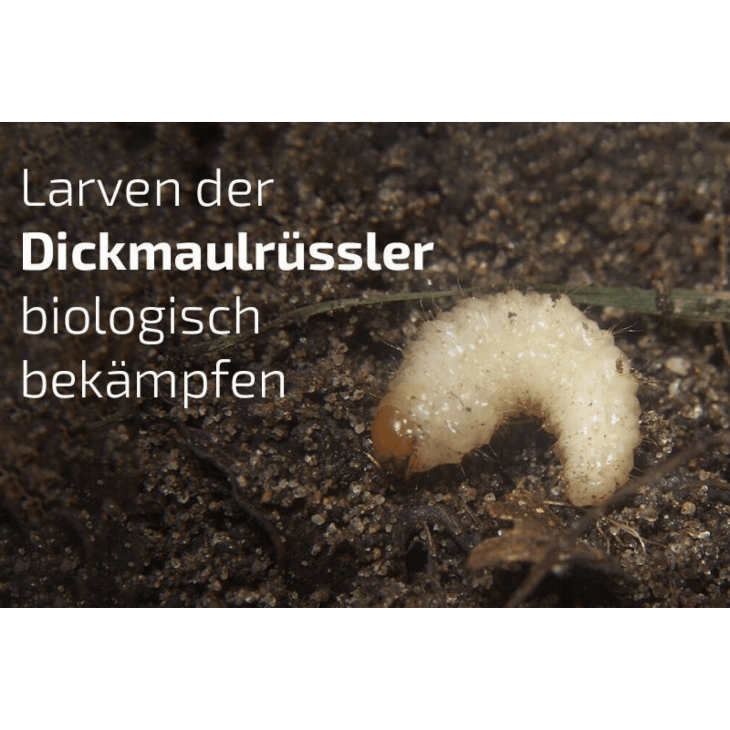 SET: Nematop - Nematoden gegen Dickmaulrüssler - Pfl.Reg.Nr. 2730 PLUS Aquanemix
