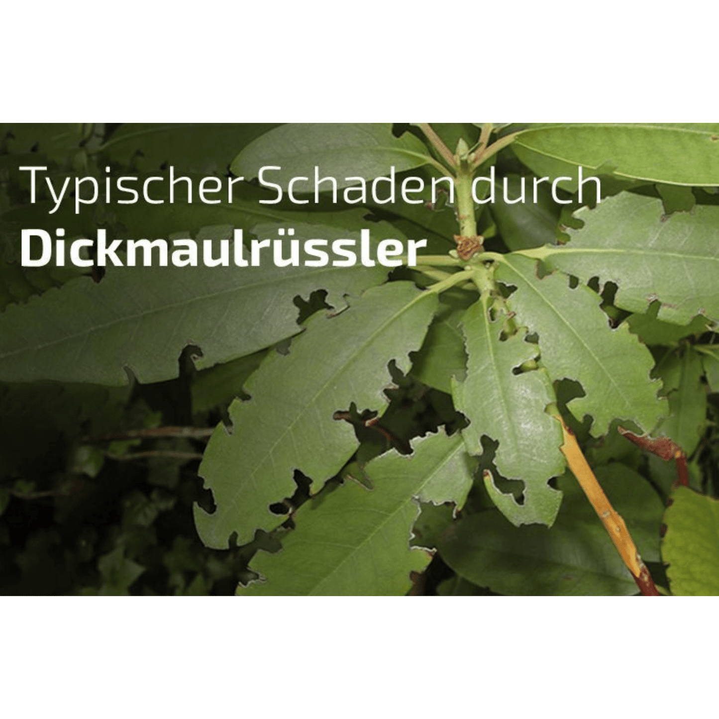 SET: Nematop - Nematoden gegen Dickmaulrüssler - Pfl.Reg.Nr. 2730 PLUS Aquanemix