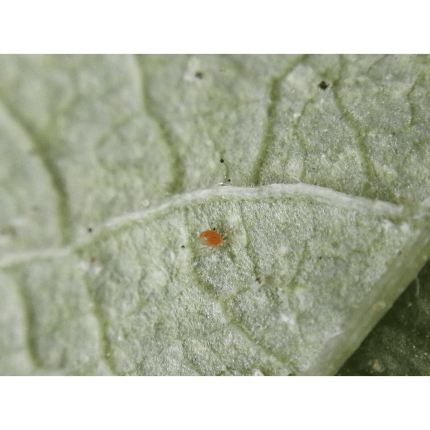 Phytomite - Raubmilben gegen Spinnmilben - Pfl.Reg.Nr. 4302