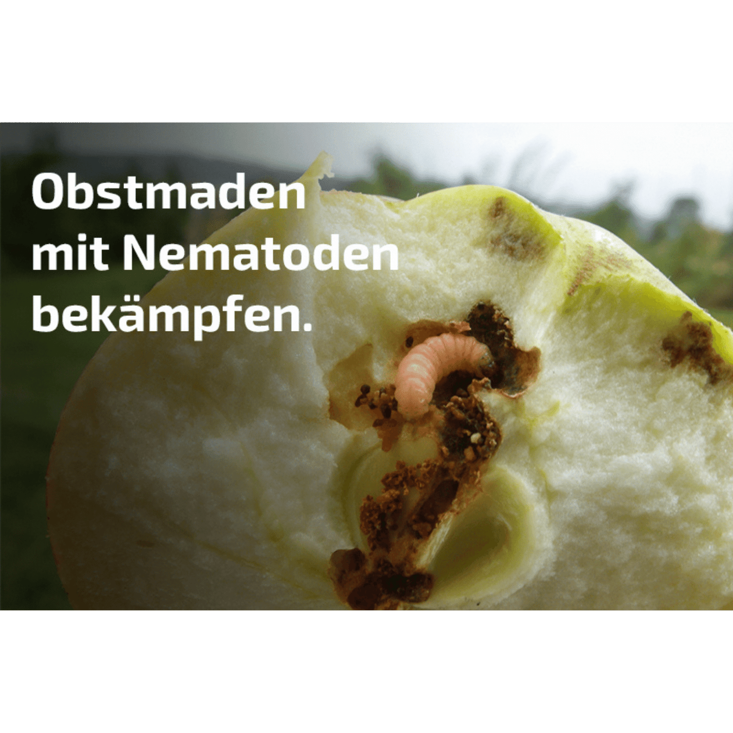 nemapom - Nematoden gegen Apfelwicklerlarven - Pfl.Reg.Nr. 3519