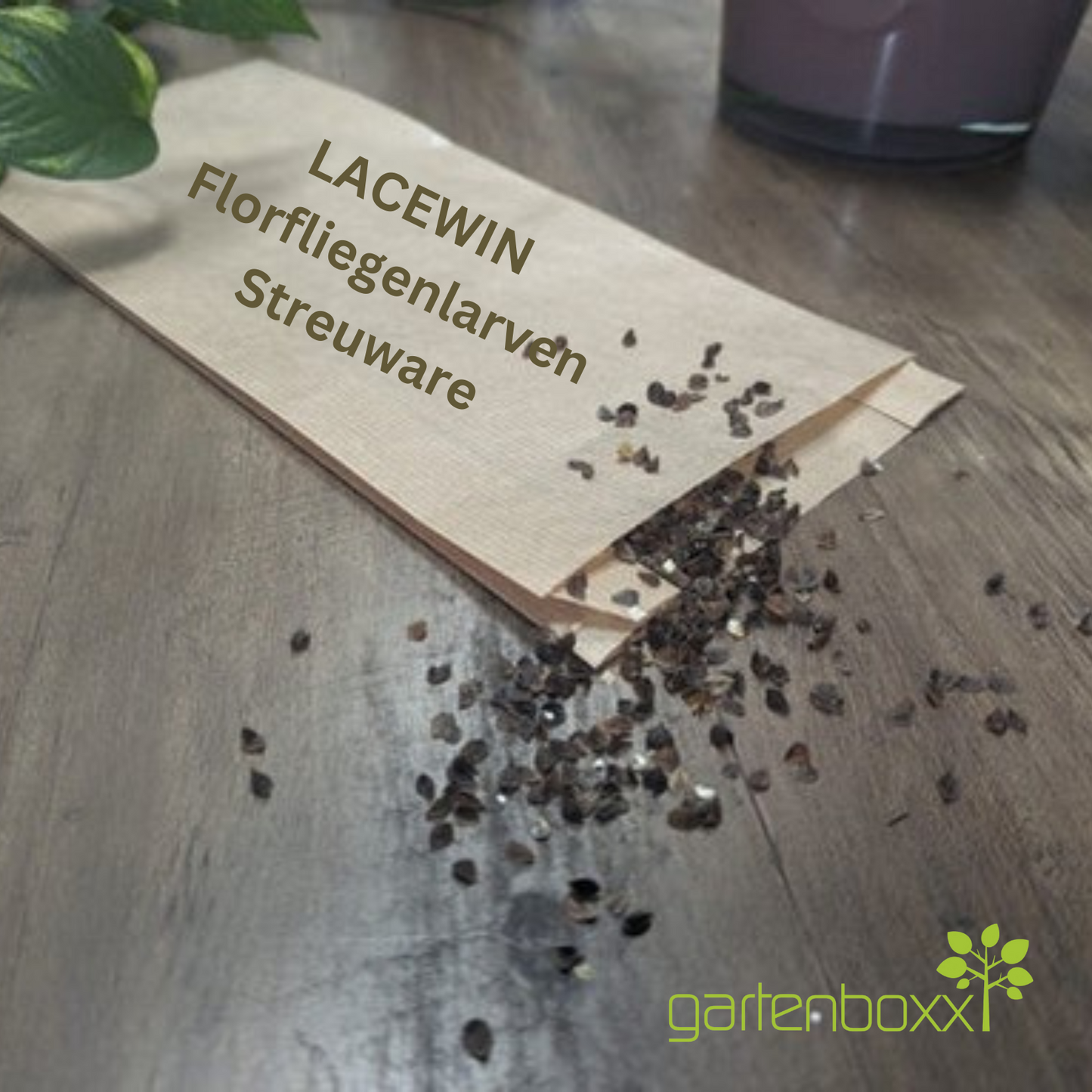 LACEWIN - Florfliegenlarven gegen Blattläuse | Streuware