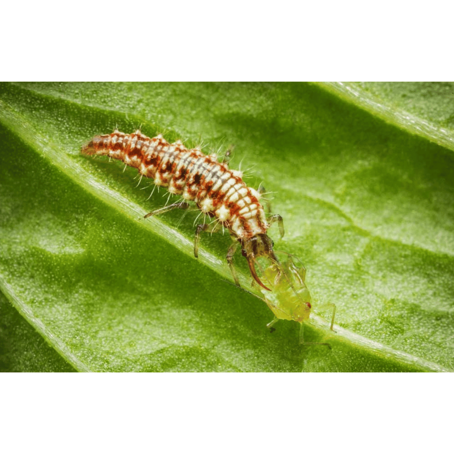 Chrysoperla - Florfliegenlarven gegen Blattläuse u.a. Schädlinge - Pfl.Reg. Nr. 4282