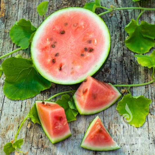 Reinsaat Bio Wassermelone Saatgut SUGAR BABY