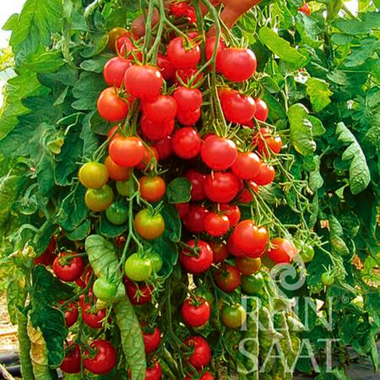 Reinsaat Bio Tomaten Saatgut ZUCKERTRAUBE