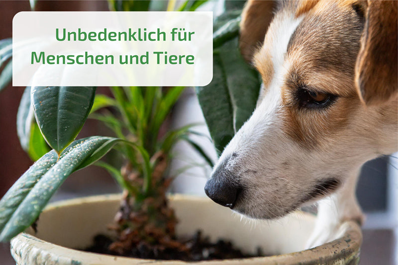 Nemaplus Depot - Nematoden gegen Trauermücken - in Alginat Kapseln für 10l Erde