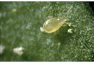 Cucumeris - Raubmilben gegen Thripse, Tee- und Erdbeermilben 2-10m²
