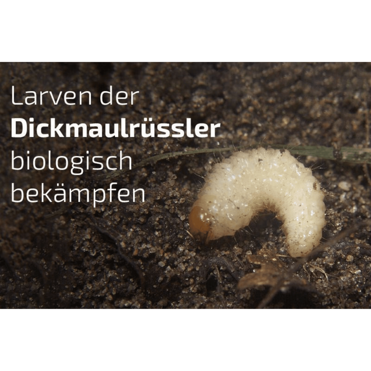 Nematop - Nematoden gegen Dickmaulrüssler - Pfl.Reg.Nr. 2730