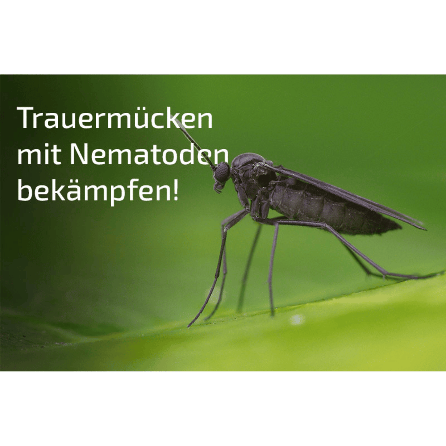 Nemaplus - Nematoden gegen Trauermückenlarven und Gelbsticker - Pfl.Reg.Nr. 2823