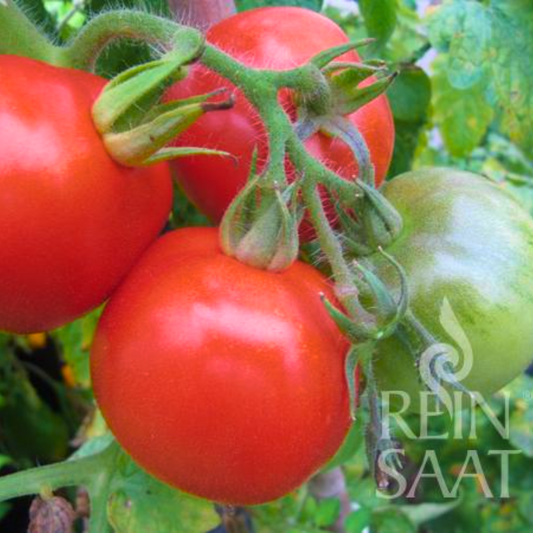 Reinsaat Bio Tomate KREMSER PERLE