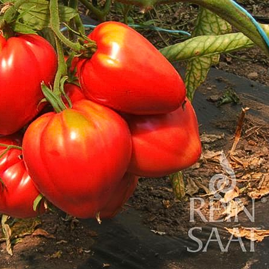 Reinsaat Bio Tomaten Saatgut OCHSENHERZ