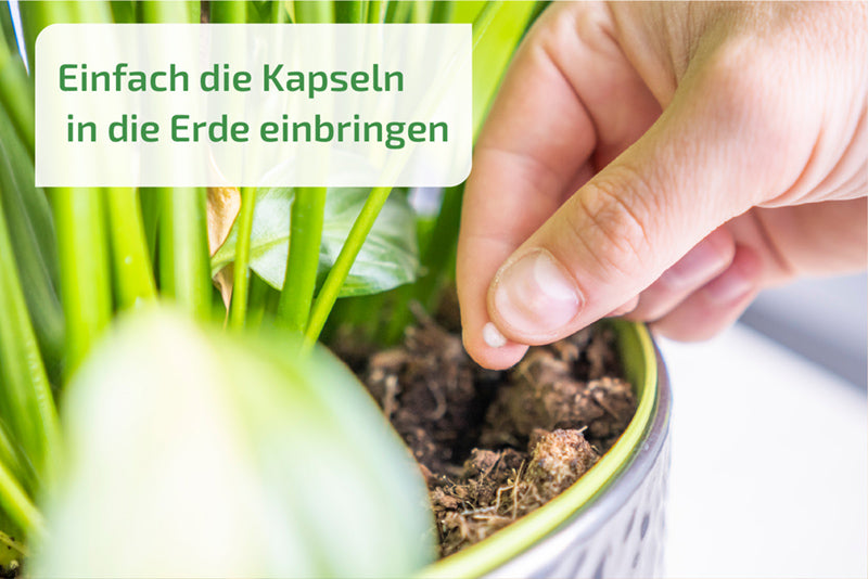 Nemaplus Depot  - Nematoden gegen Trauermücken - in Alginat Kapseln für 10l Erde