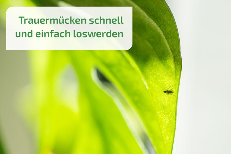 Nemaplus Depot  - Nematoden gegen Trauermücken - in Alginat Kapseln für 10l Erde